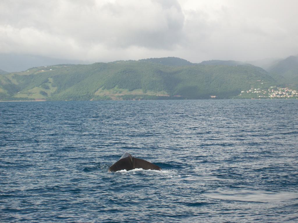 Anchorage Hotel, Whale Watch & Dive Center Roseau Luaran gambar